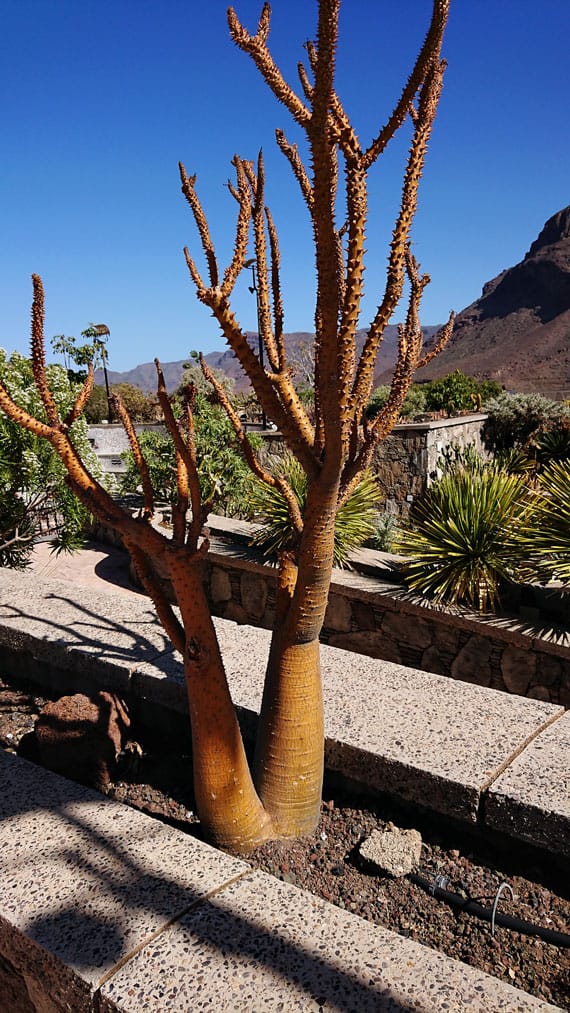 Cactualdea - Photo from the largest Cactus Park in Europe