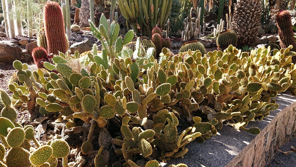 Cactualdea - Photo from the largest Cactus Park in Europe
