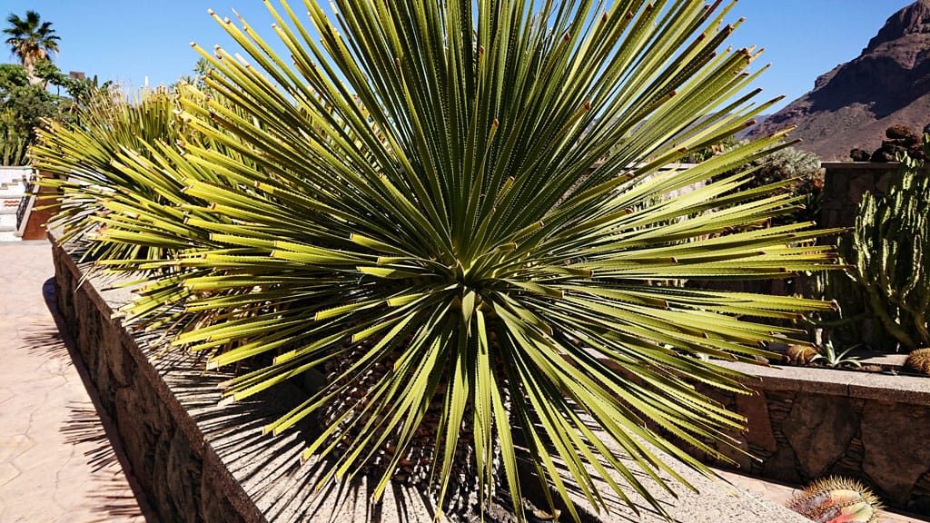 Cactualdea - Photo from the largest Cactus Park in Europe