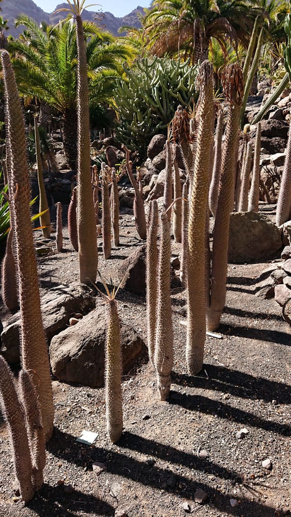 Cactualdea - Photo from the largest Cactus Park in Europe