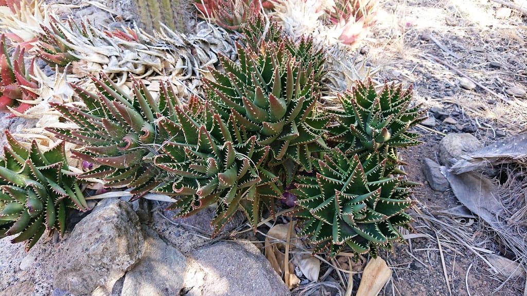 Cactualdea - Photo from the largest Cactus Park in Europe