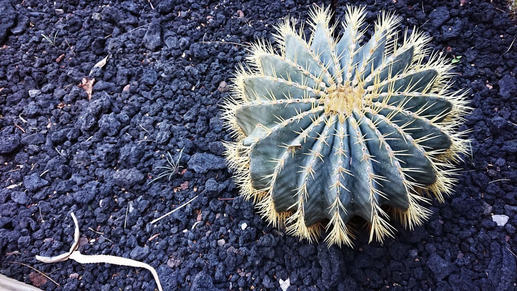 Cactualdea - Photo from the largest Cactus Park in Europe