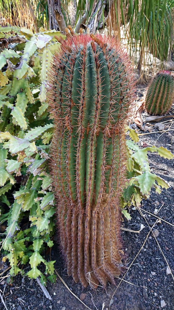 Photos from Cactualdea Park The largest Cacti Park in EU Morten