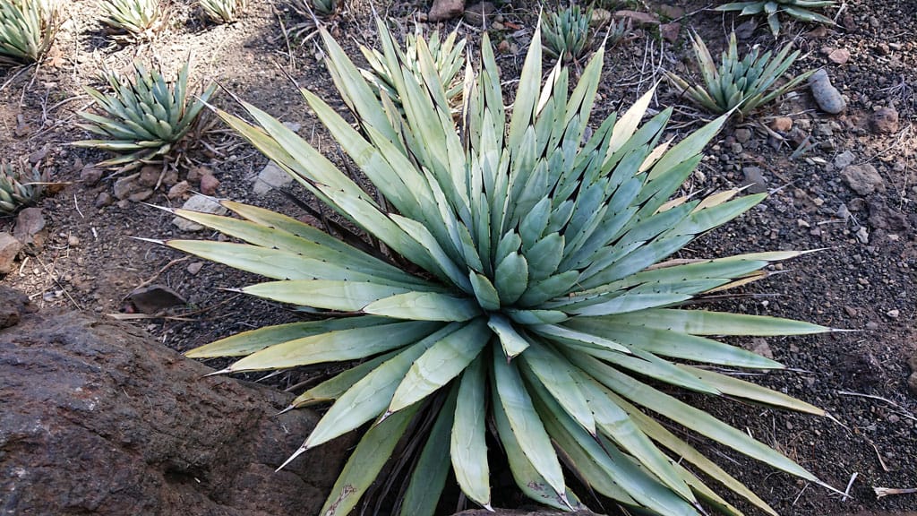 Cactualdea - Photo from the largest Cactus Park in Europe