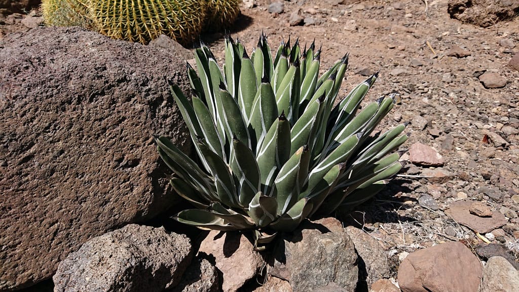 Cactualdea - Photo from the largest Cactus Park in Europe