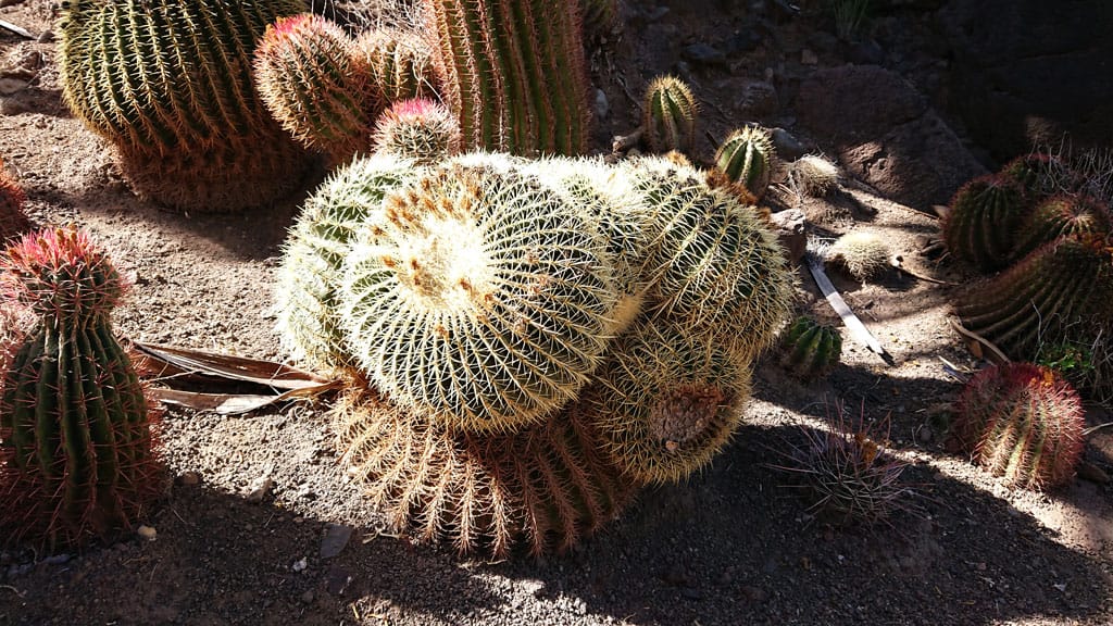 Cactualdea - Photo from the largest Cactus Park in Europe