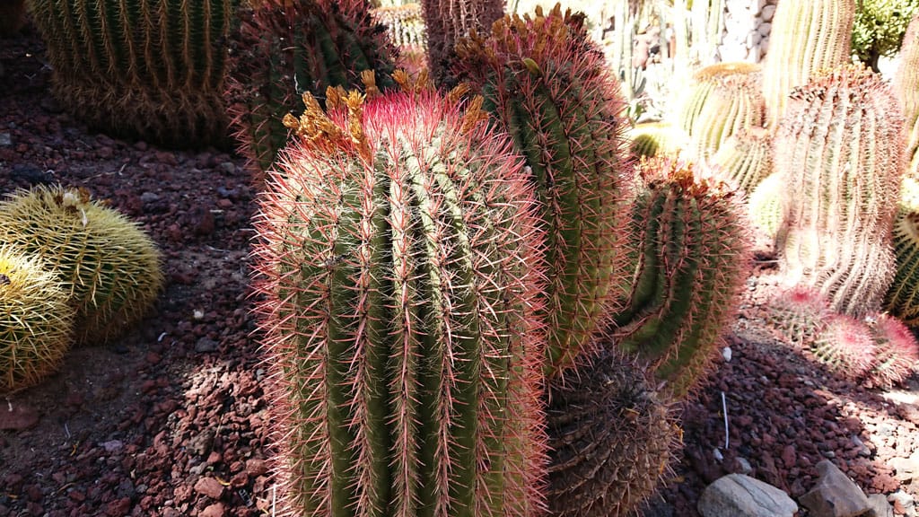Photos from Cactualdea Park The largest Cacti Park in EU Morten