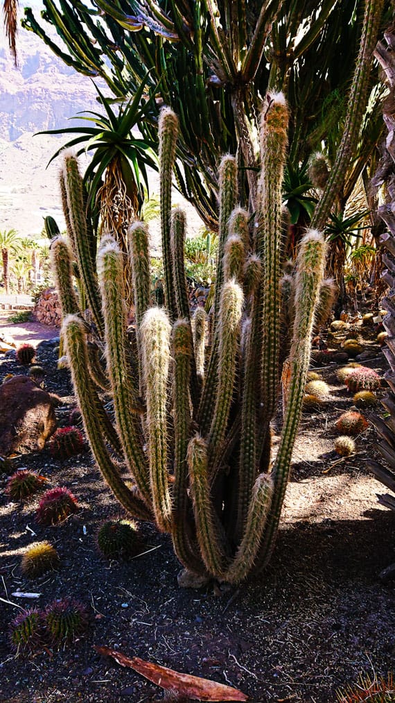 Photos from Cactualdea Park The largest Cacti Park in EU Morten