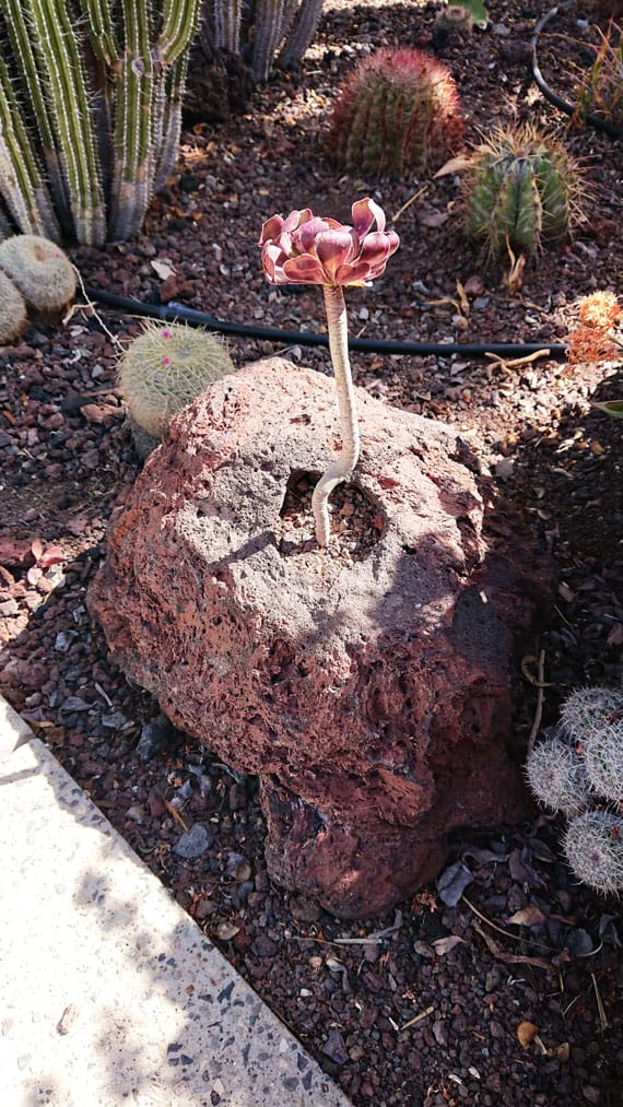 Cactualdea - Photo from the largest Cactus Park in Europe
