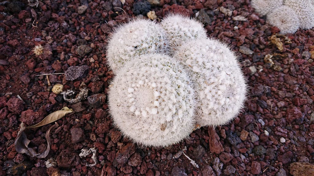 Cactualdea - Photo from the largest Cactus Park in Europe