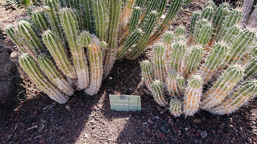 Cactualdea - Photo from the largest Cactus Park in Europe