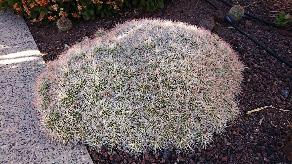Cactualdea - Photo from the largest Cactus Park in Europe