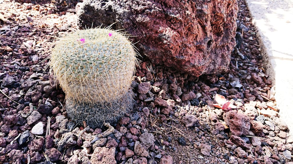 Cactualdea - Photo from the largest Cactus Park in Europe