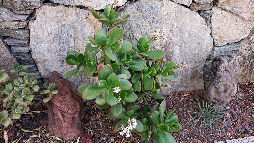 Cactualdea - Photo from the largest Cactus Park in Europe
