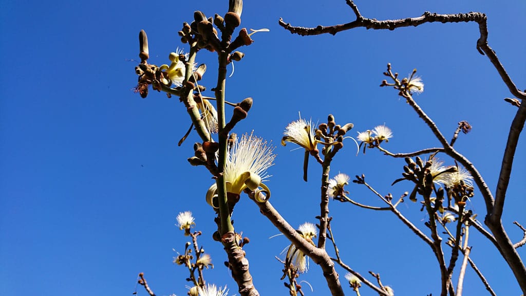 Cactualdea - Photo from the largest Cactus Park in Europe